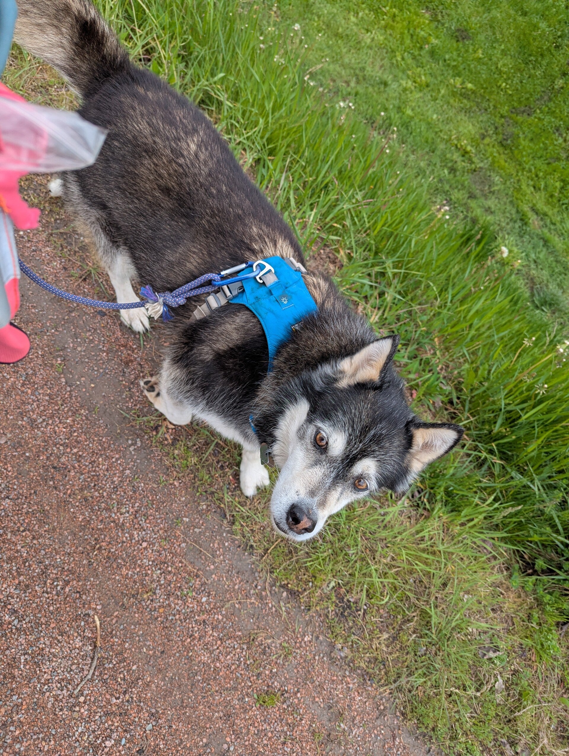 Gray and white dog wearing a blue harness on a path