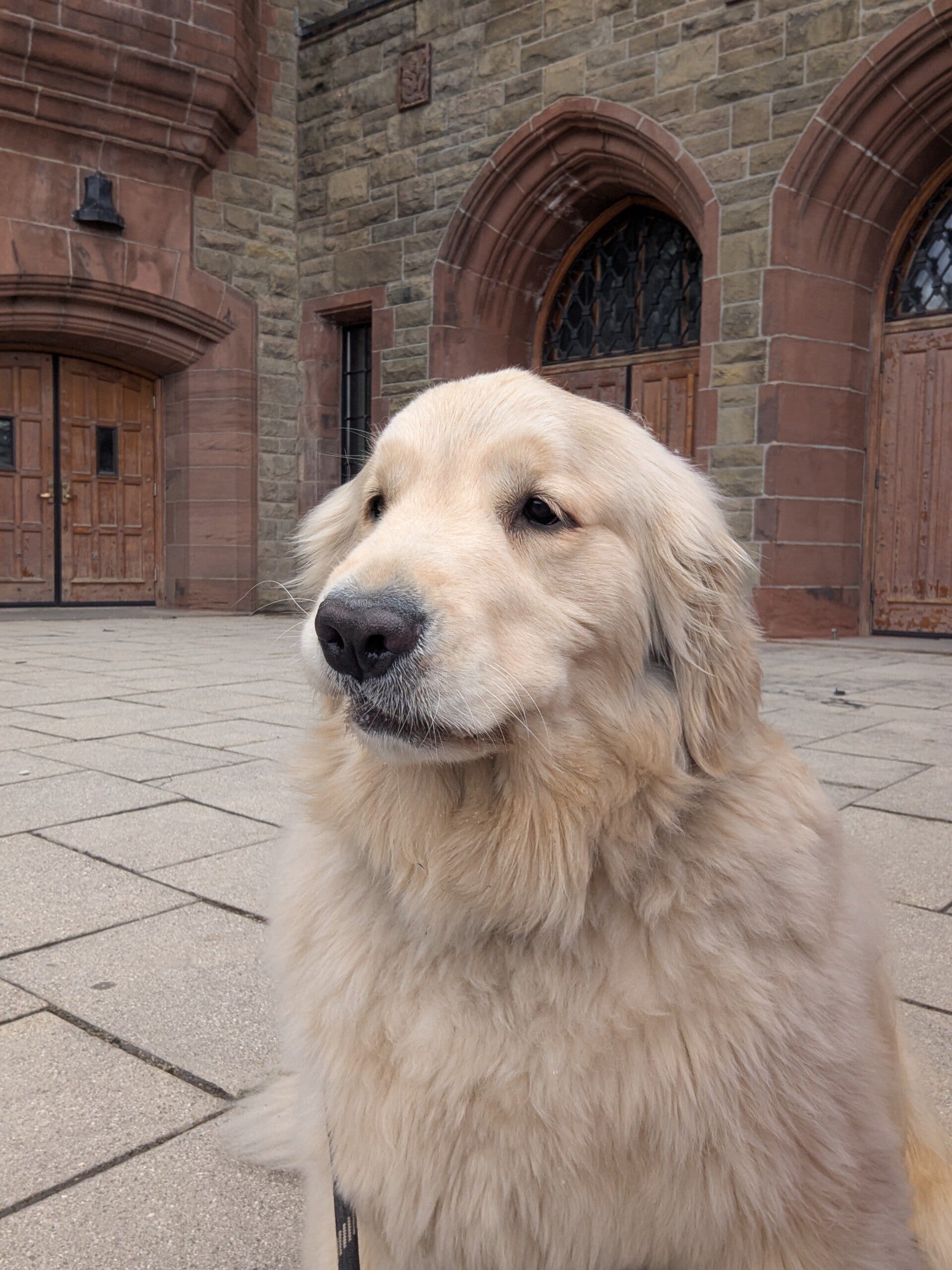 Cream-colored dog in a stone courtyard by arched doors