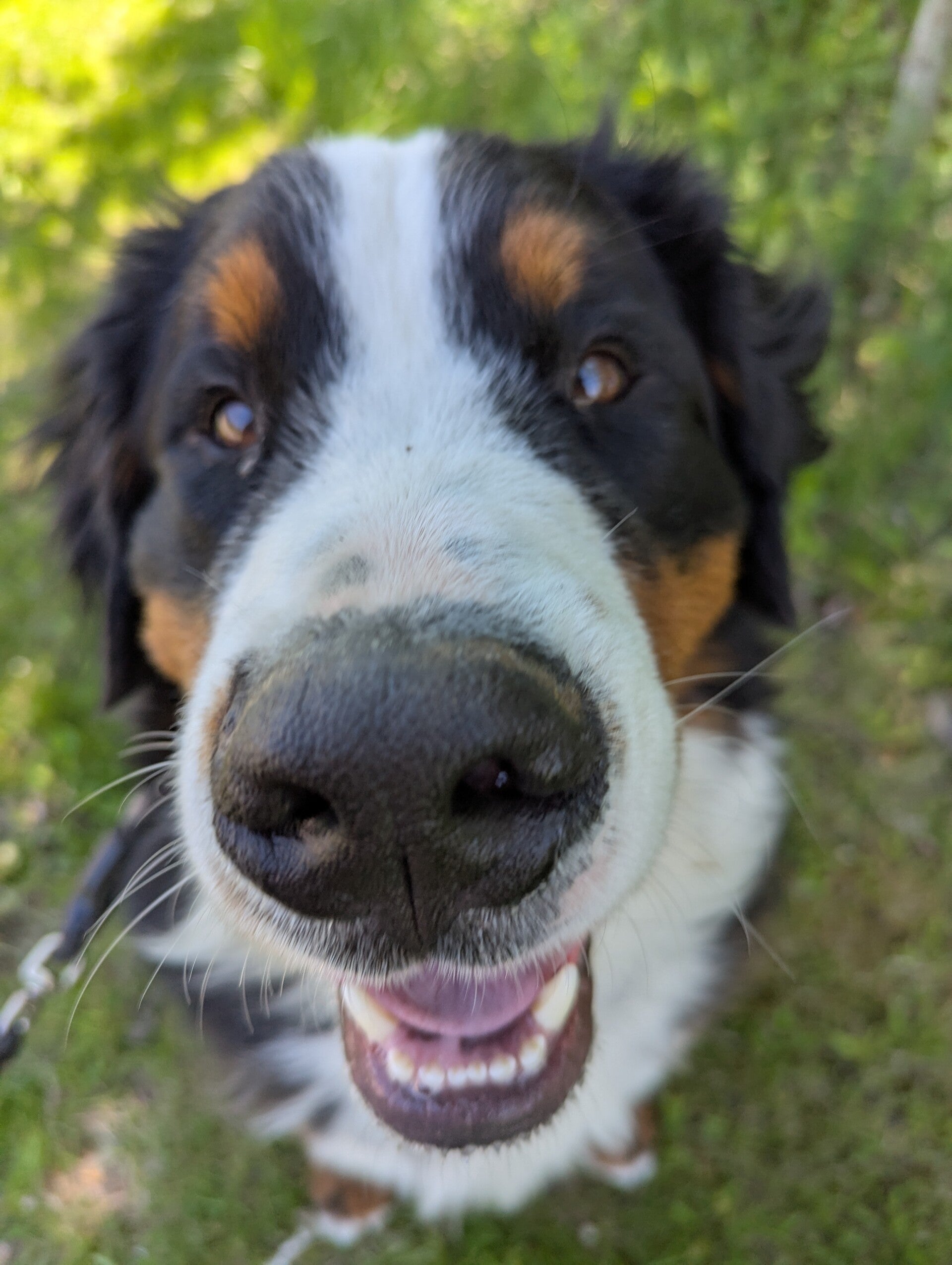 Close-up of a smiling black, white, and tan dog outdoors