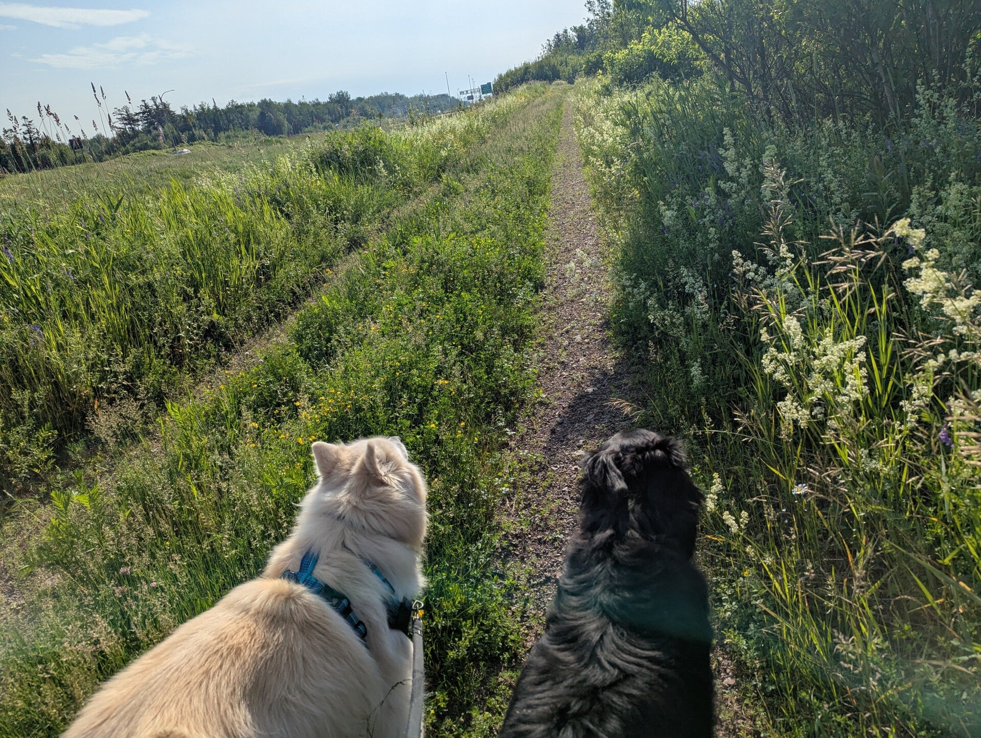 Two dogs looking down a grassy trail through a field