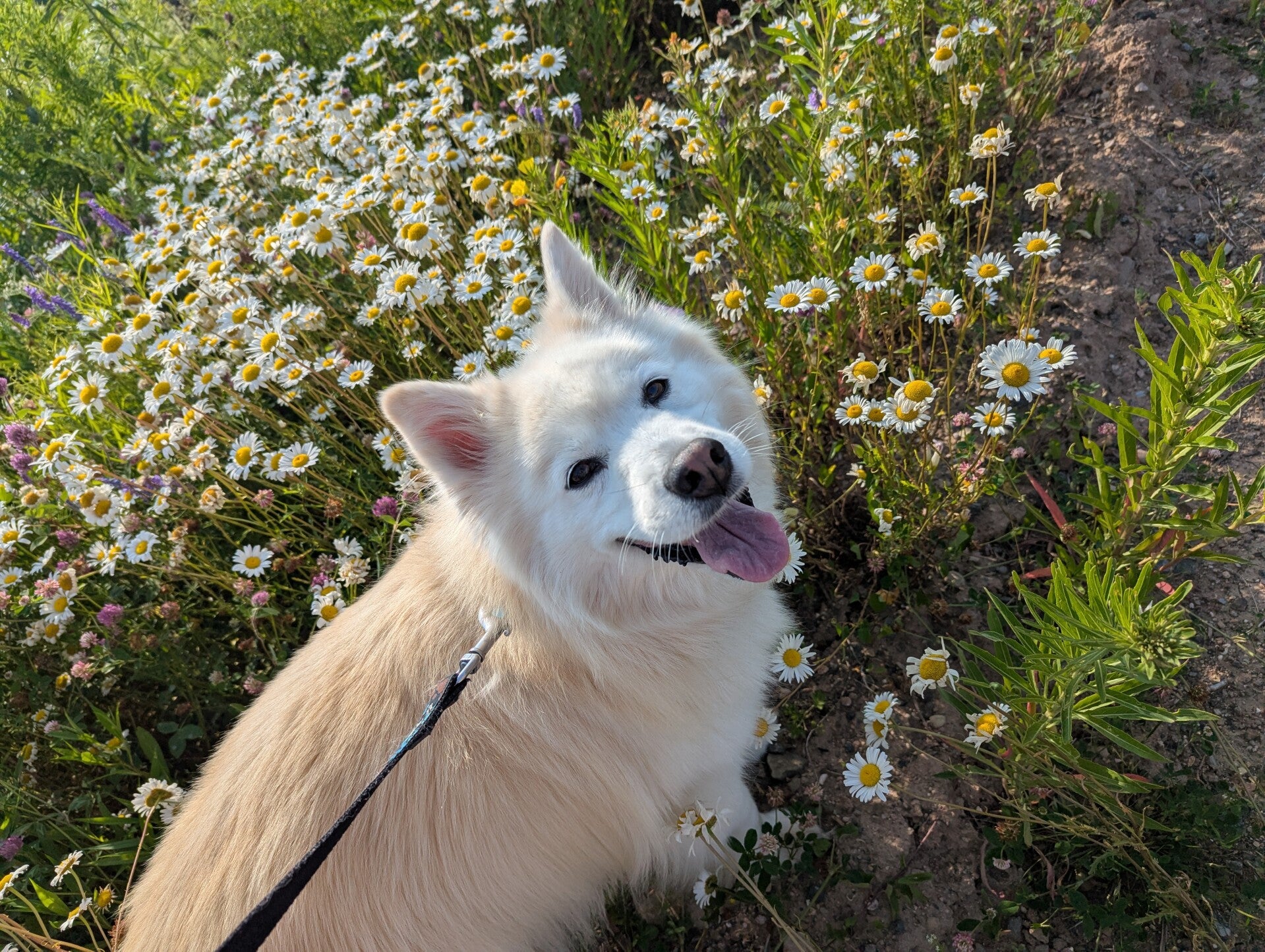 Happy dog looking back on a trail