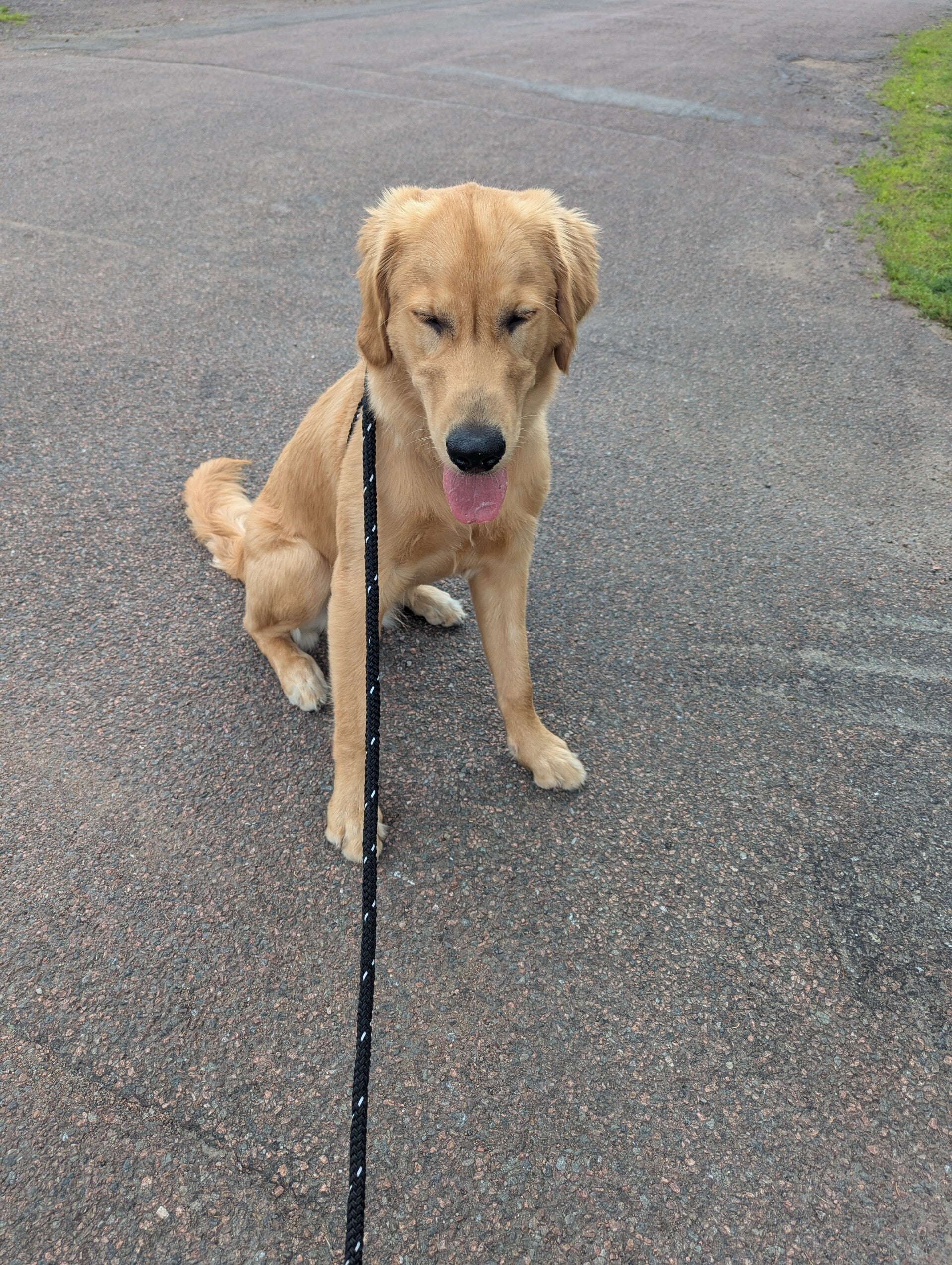 Dog enjoying a walk in Moncton